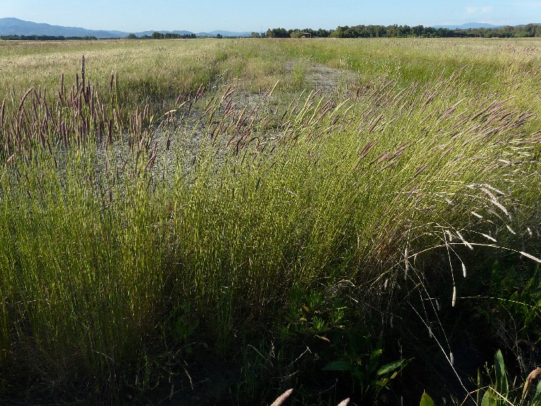 Prati allagati di Perelli (Piombino - LI)